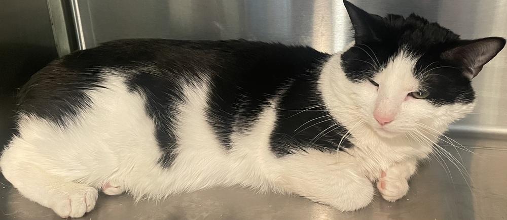 Linden St Charlie, a Adoptable mixed breed in Southbury, CT image 2/4