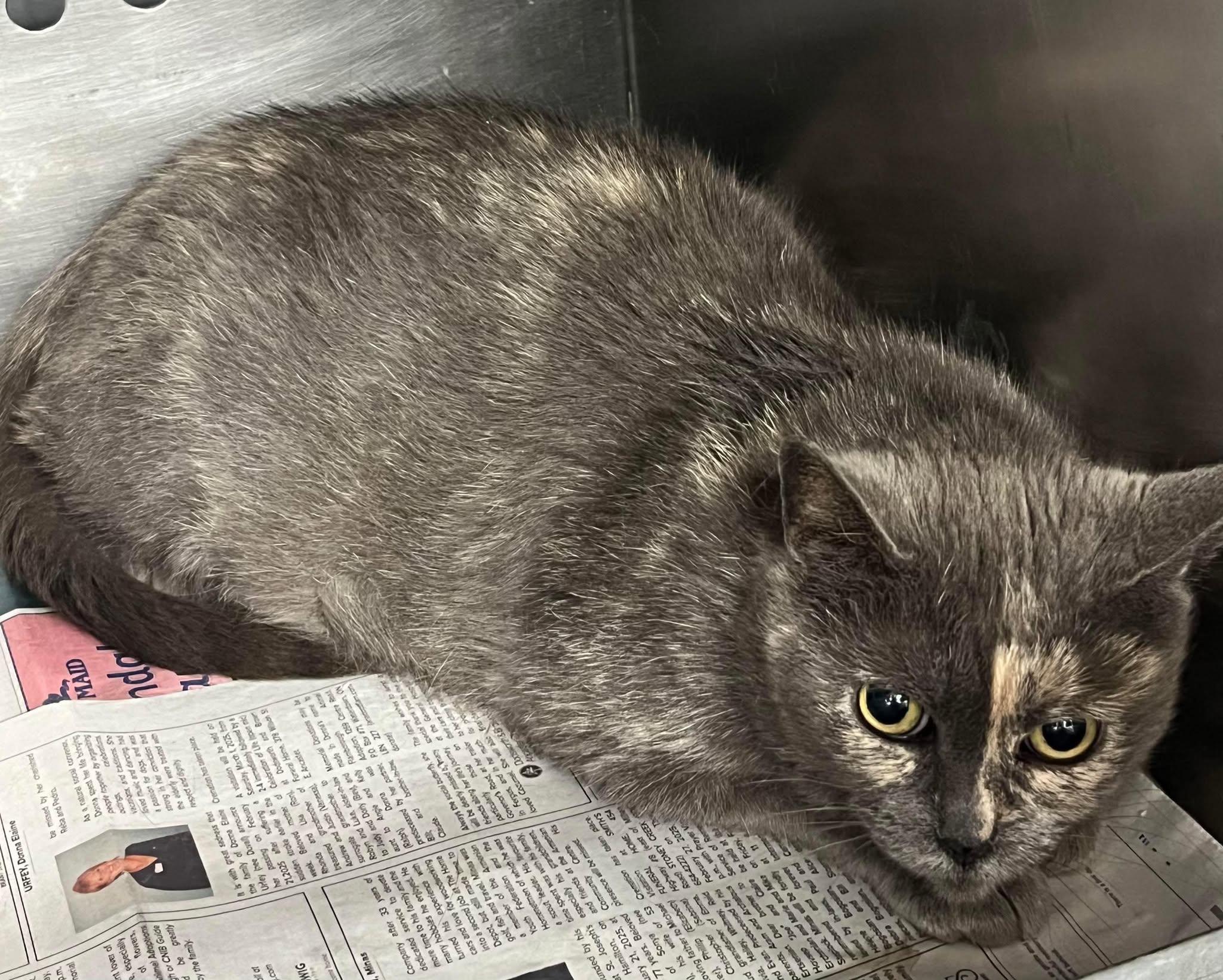 Chloe, Adoptable, Adult Female Domestic Short Hair.