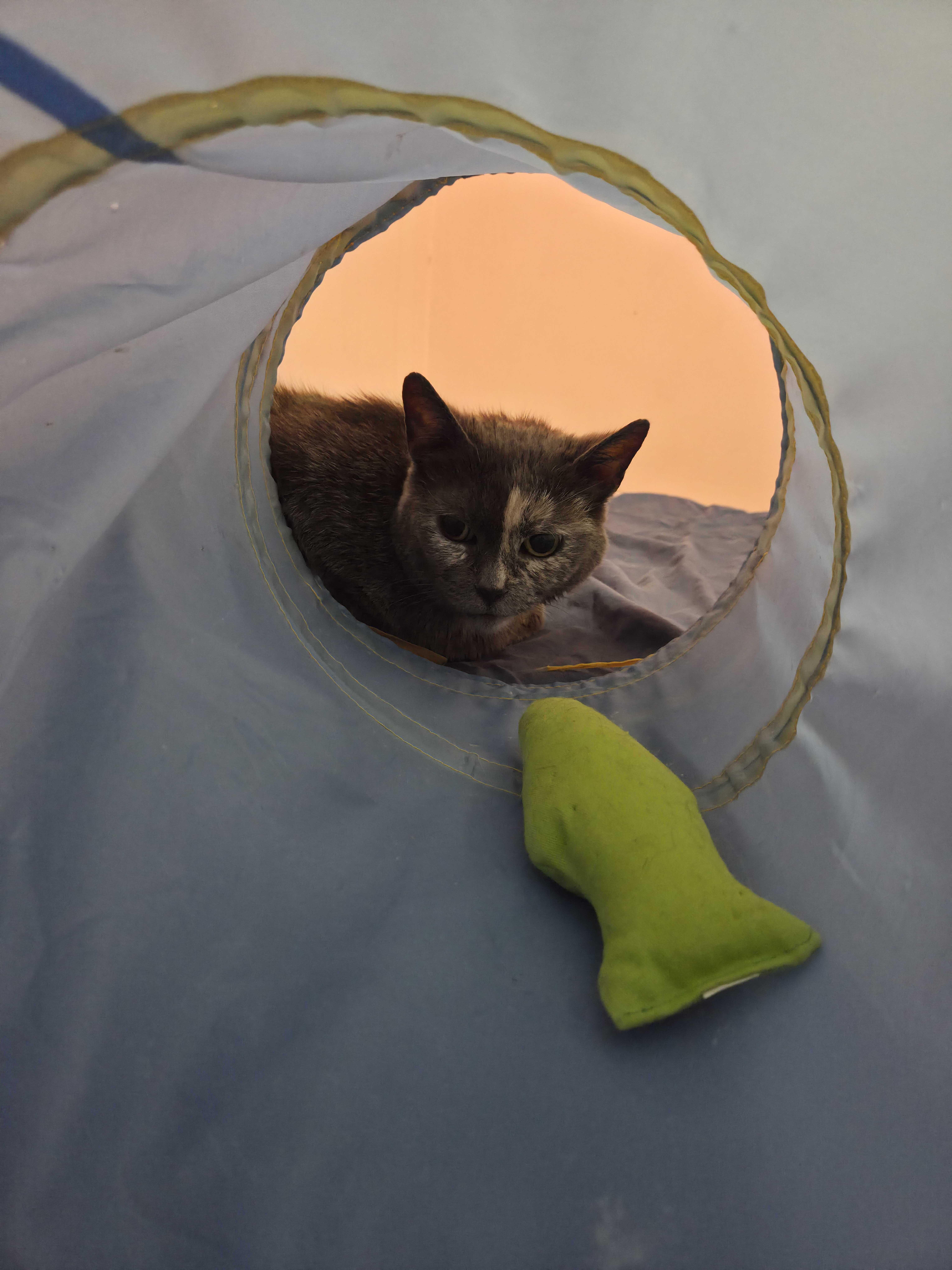 Enlarge Chloe, a Adoptable mixed breed in Toronto, ON image 2/5