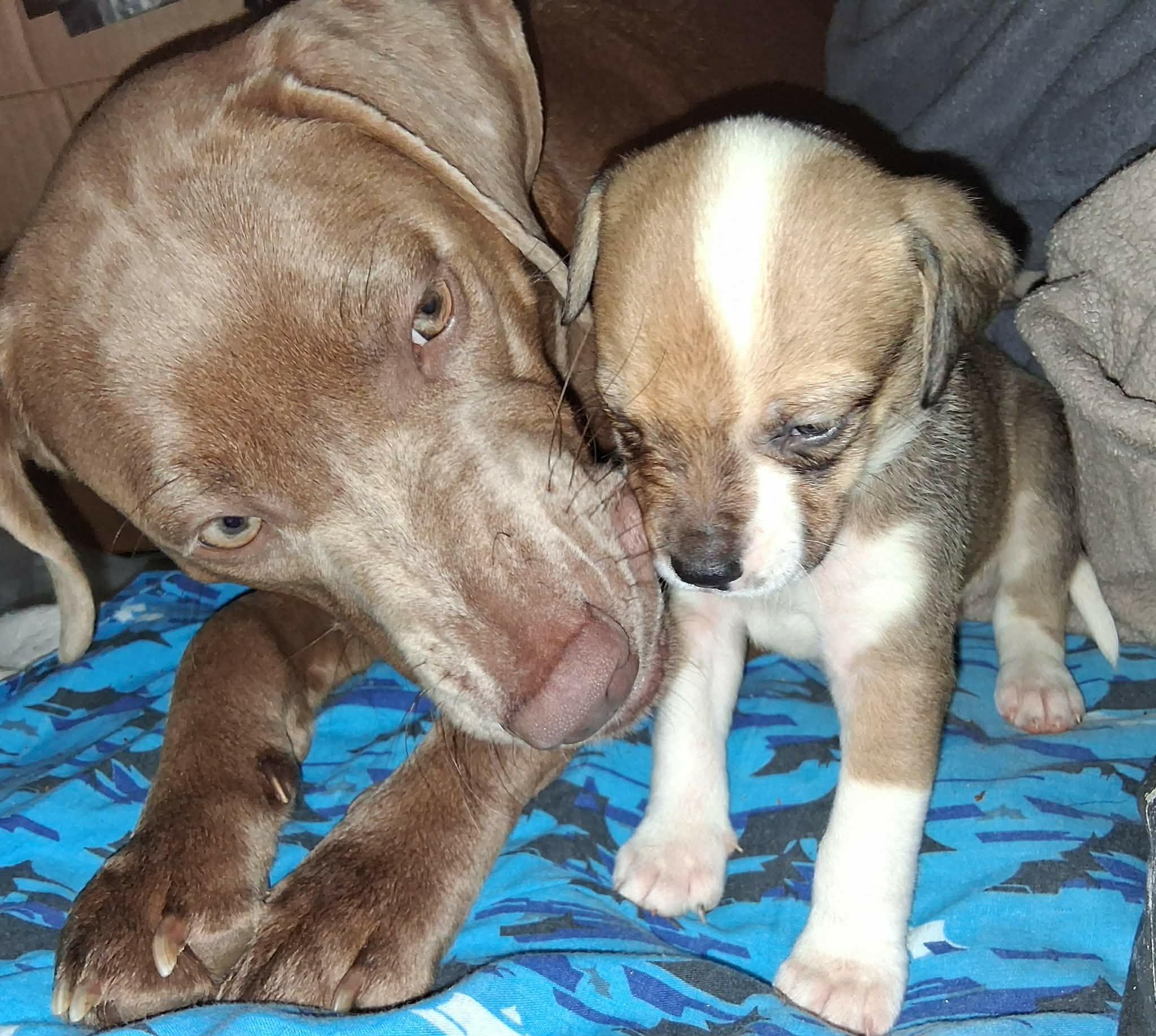 Enlarge Bunny, a Adoptable mixed breed in Plantsville, CT image 6/6