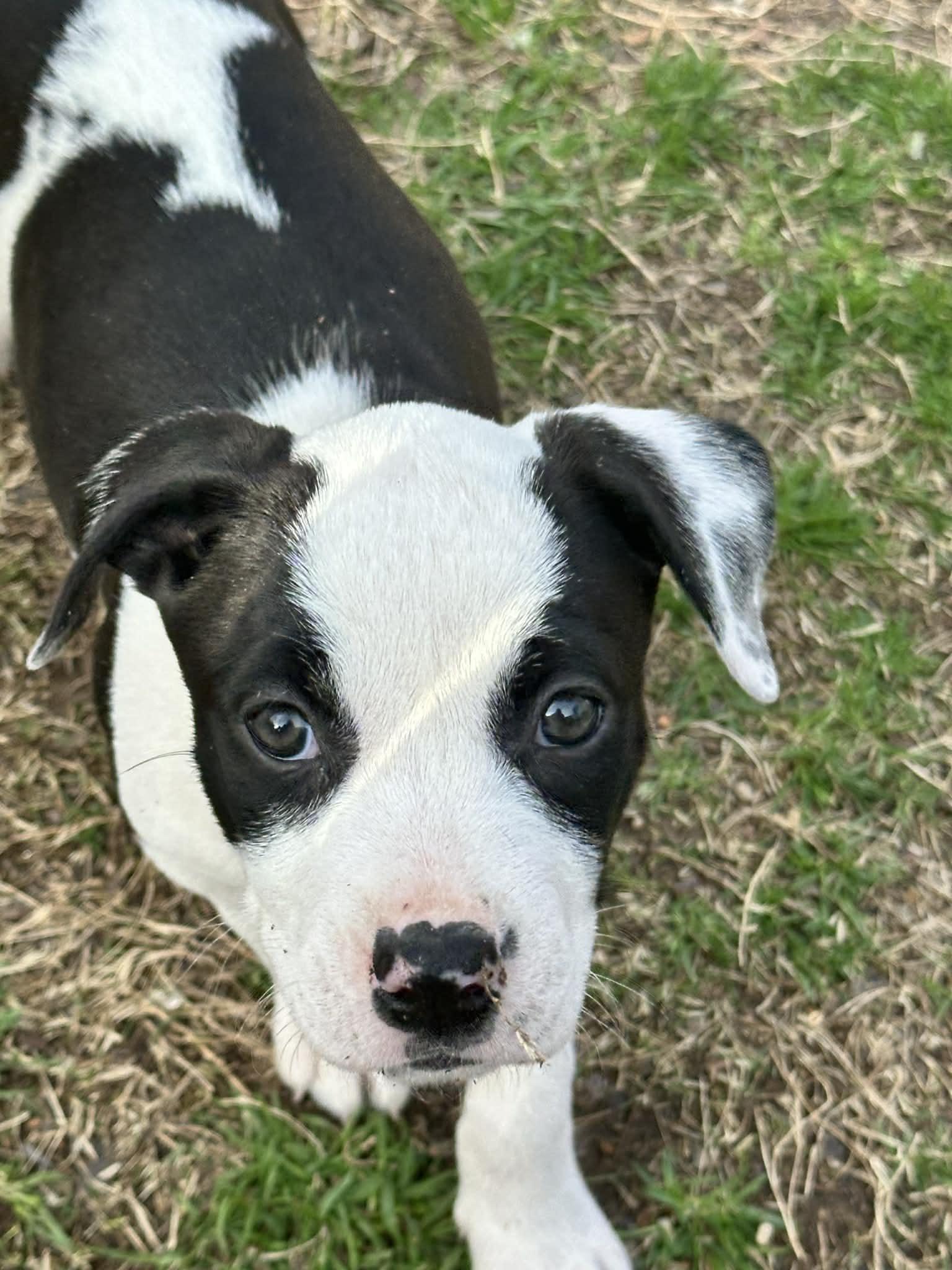 Enlarge Bunny, a Adoptable mixed breed in Plantsville, CT image 3/6