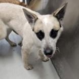 Enlarge Chloe, a ADOPTABLE mixed breed in Edgewood, NM image 2/3