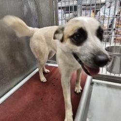 Enlarge Chloe, a ADOPTABLE mixed breed in Edgewood, NM image 3/3