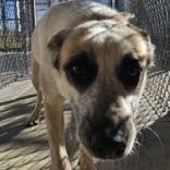 Enlarge Chloe, a ADOPTABLE mixed breed in Edgewood, NM image 1/3