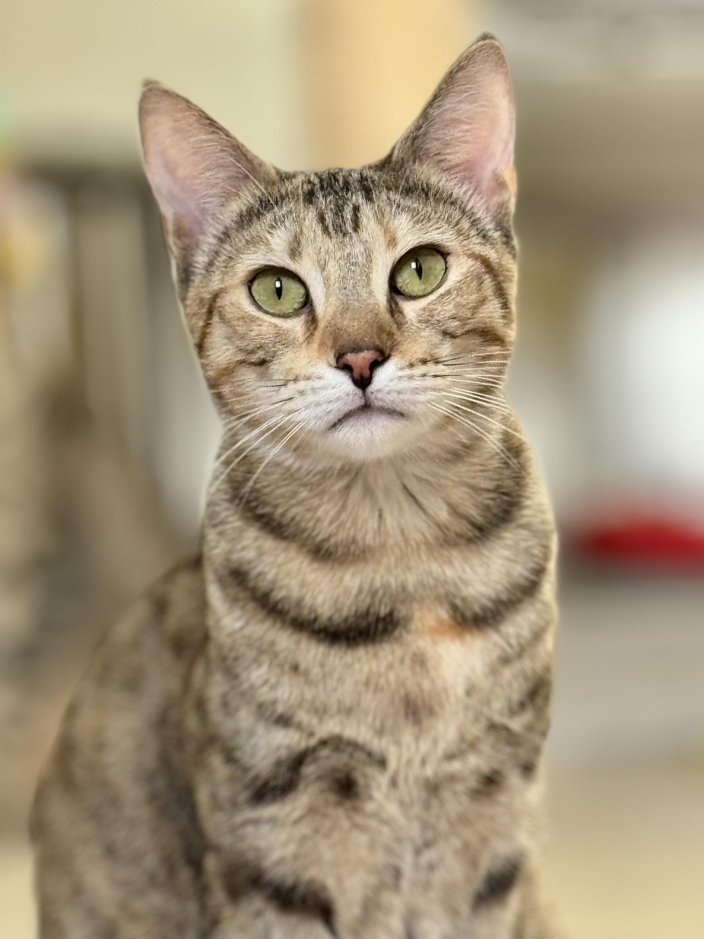 Honey, Adoptable, Young Female Domestic Short Hair.