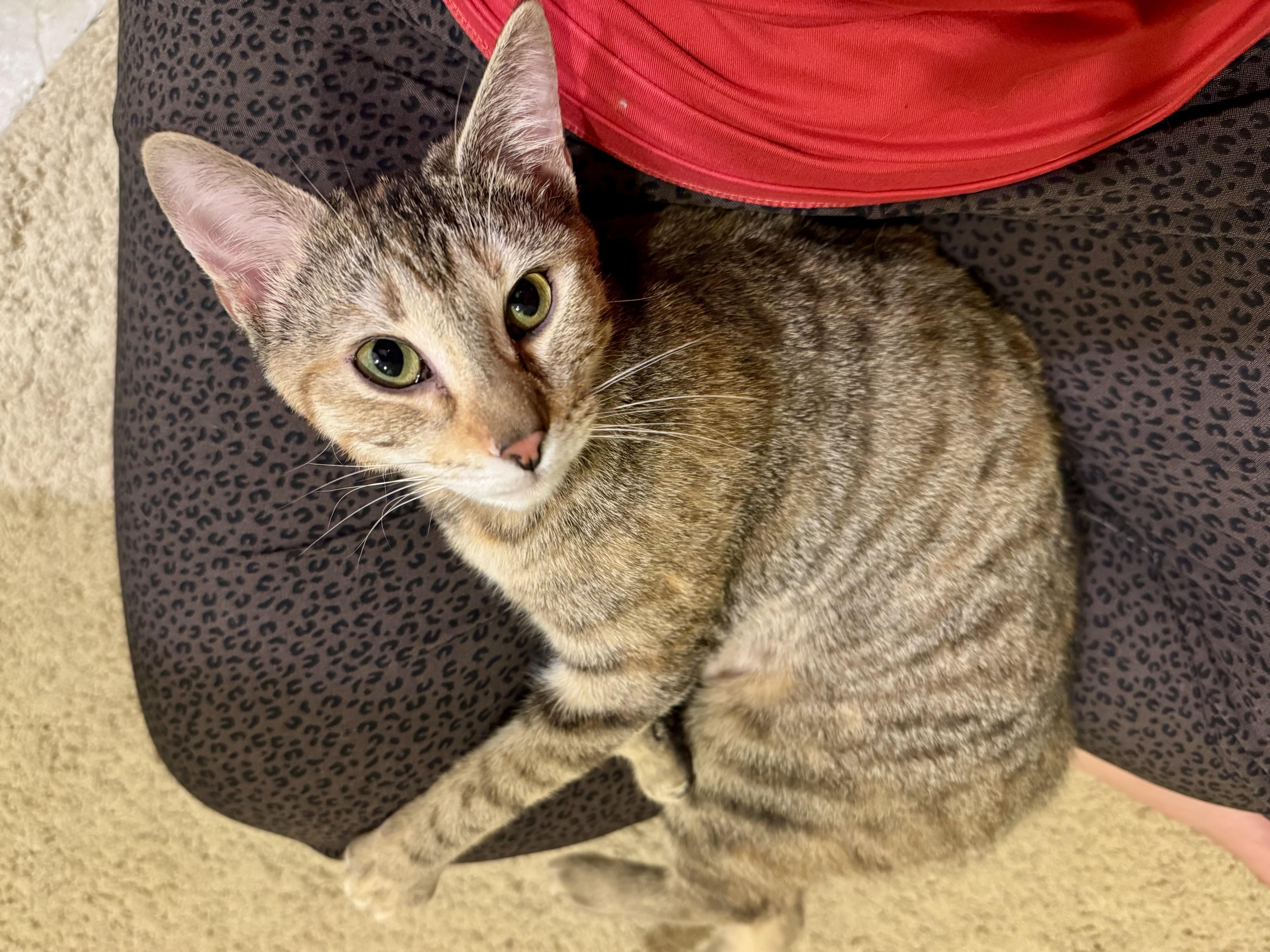 Enlarge Honey, a Adoptable mixed breed in Carlsbad, CA image 2/4