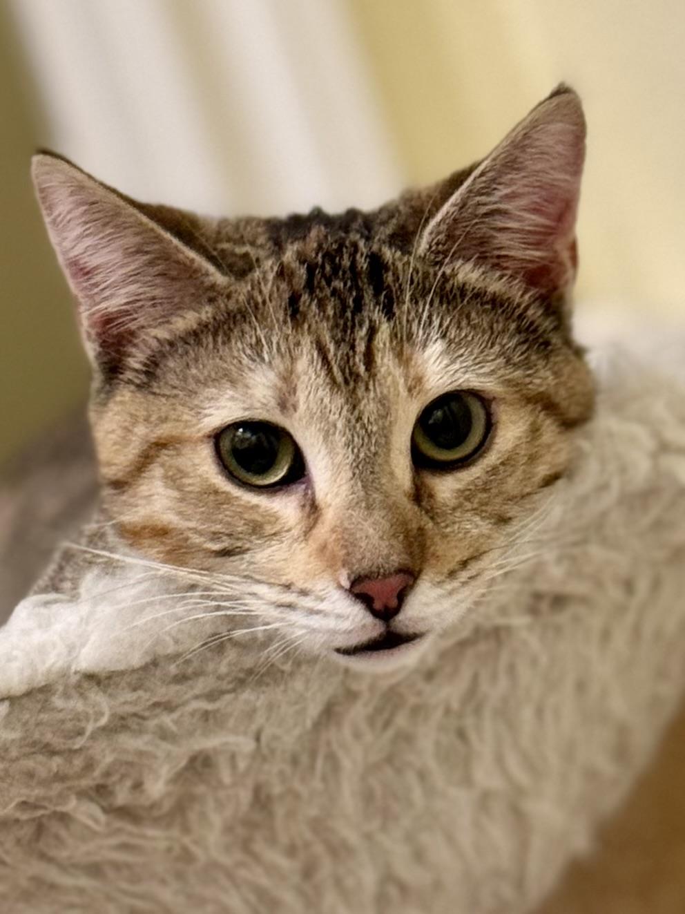 Enlarge Honey, a Adoptable mixed breed in Carlsbad, CA image 3/4