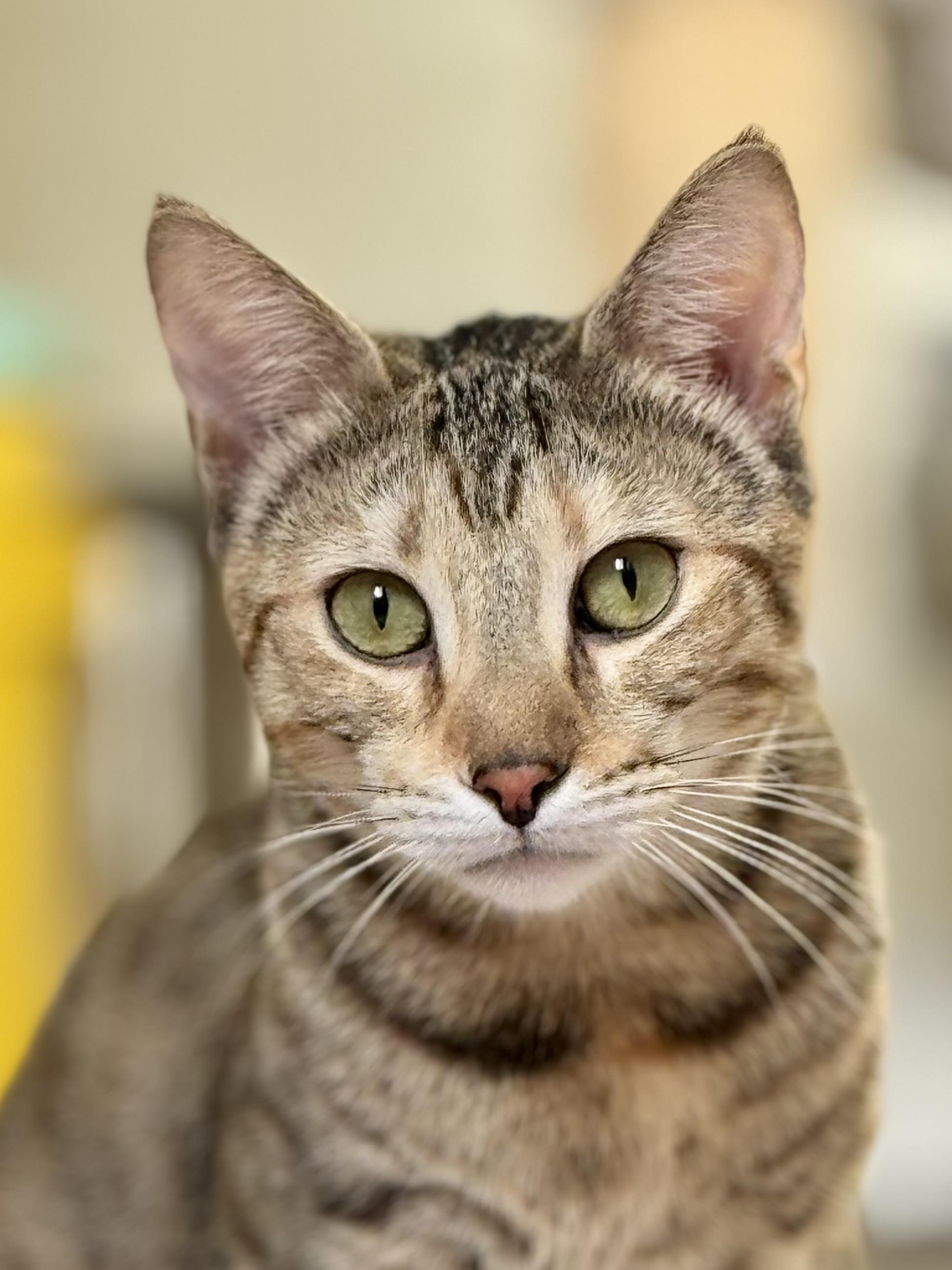 Enlarge Honey, a Adoptable mixed breed in Carlsbad, CA image 4/4
