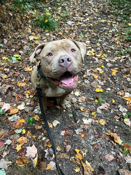 Enlarge Teasley, a Adoptable mixed breed in Wantagh, NY image 1/3