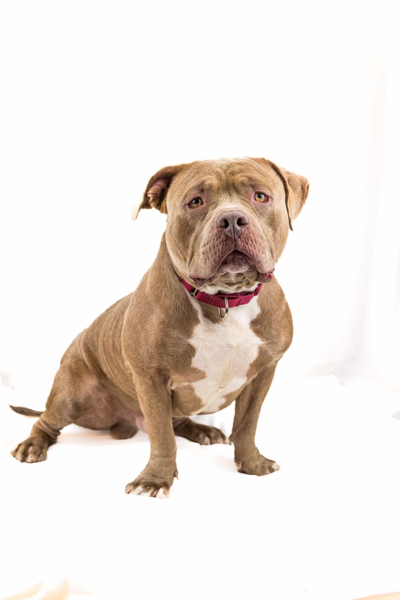 Enlarge Teasley, a Adoptable mixed breed in Wantagh, NY image 2/3