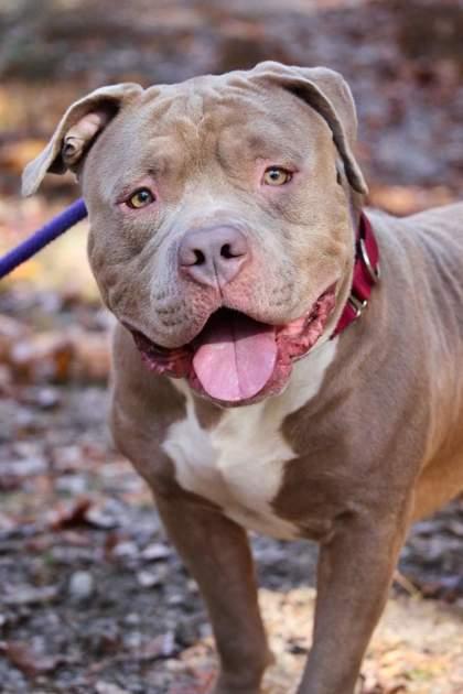 Enlarge Teasley, a Adoptable mixed breed in Wantagh, NY image 3/3