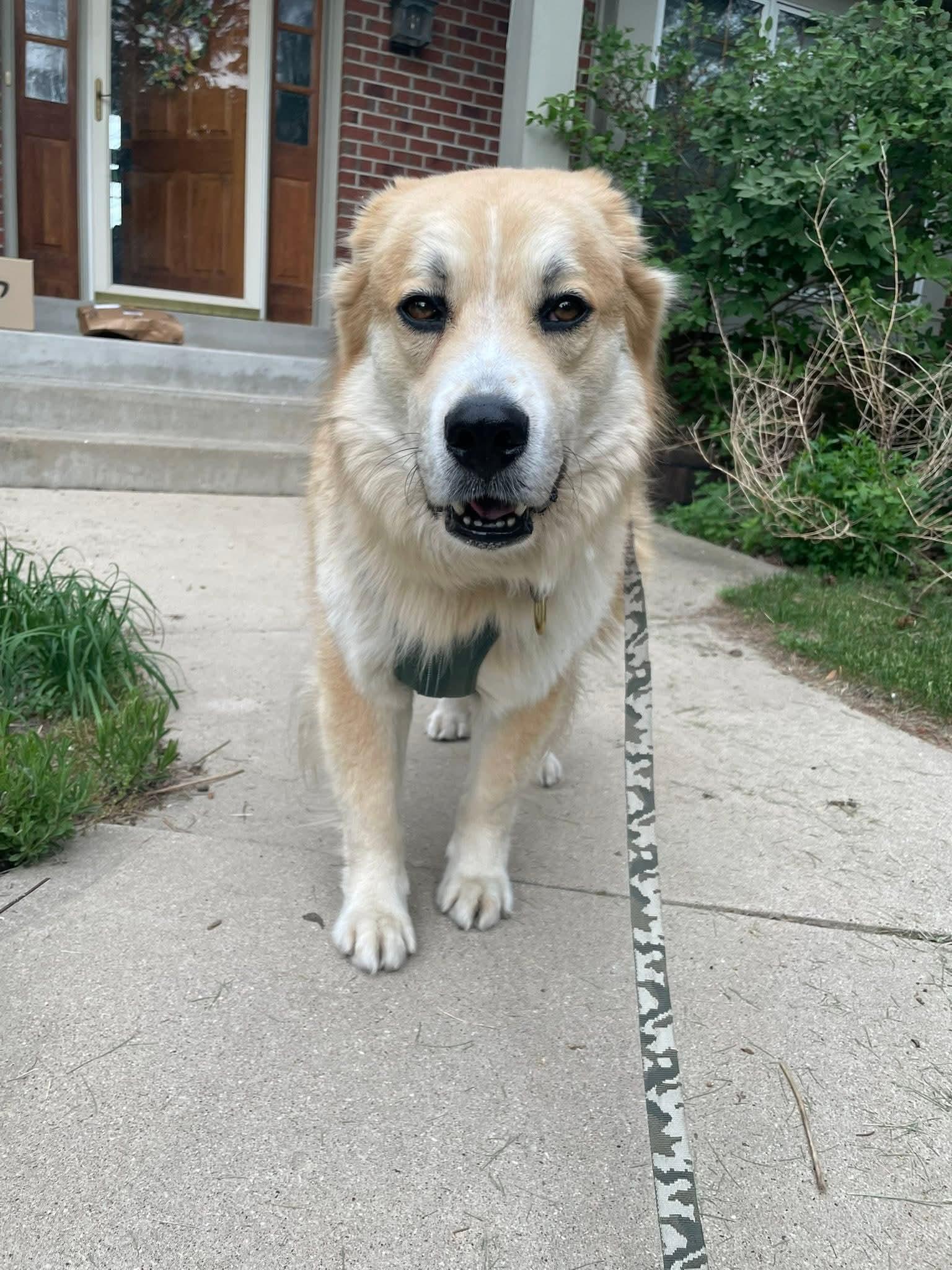 Enlarge ATLAS 425, a ADOPTABLE mixed breed in Milwaukee, WI image 5/6