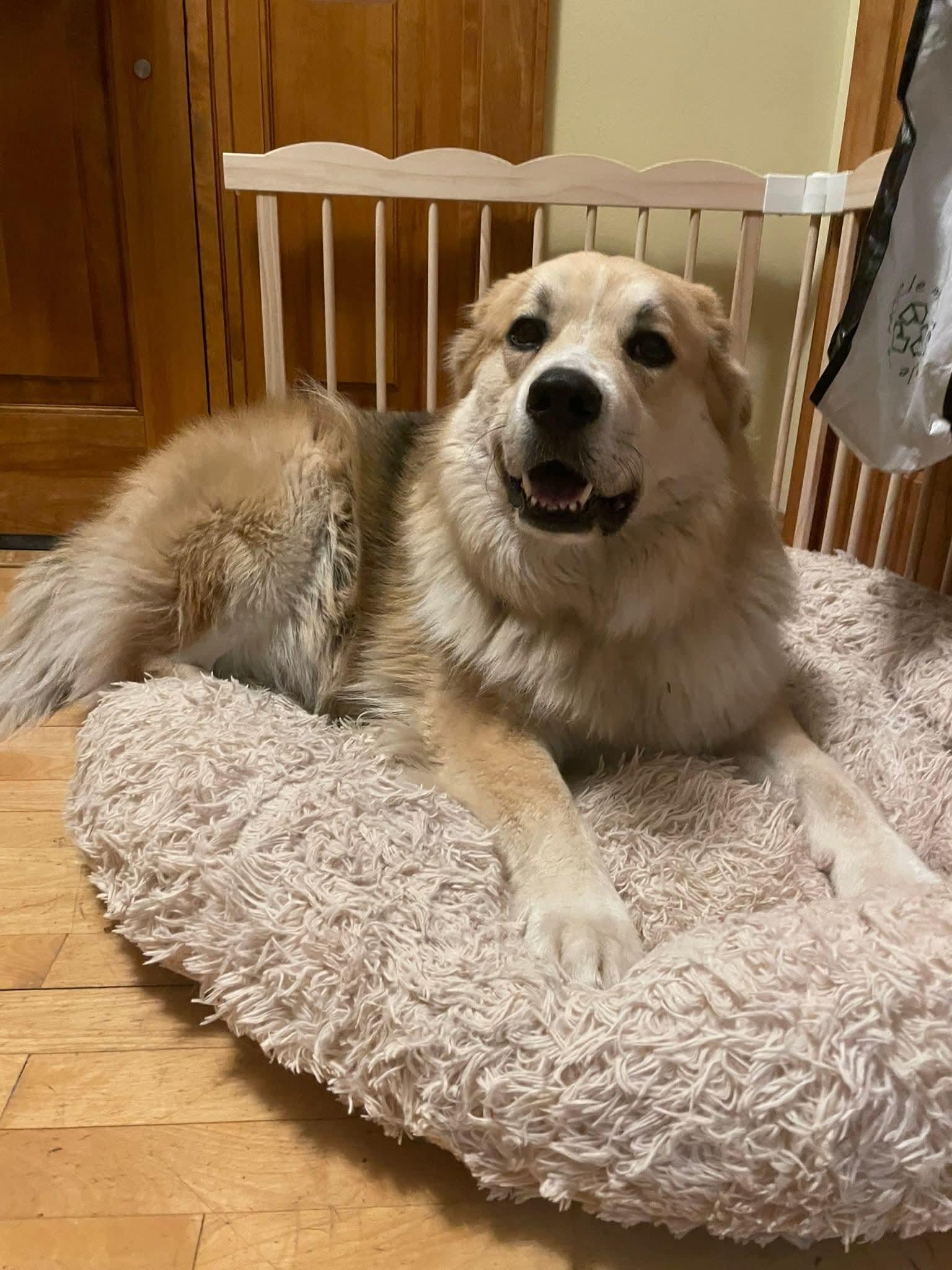 ATLAS 425, ADOPTABLE, Adult Male Australian Shepherd & Great Pyrenees.