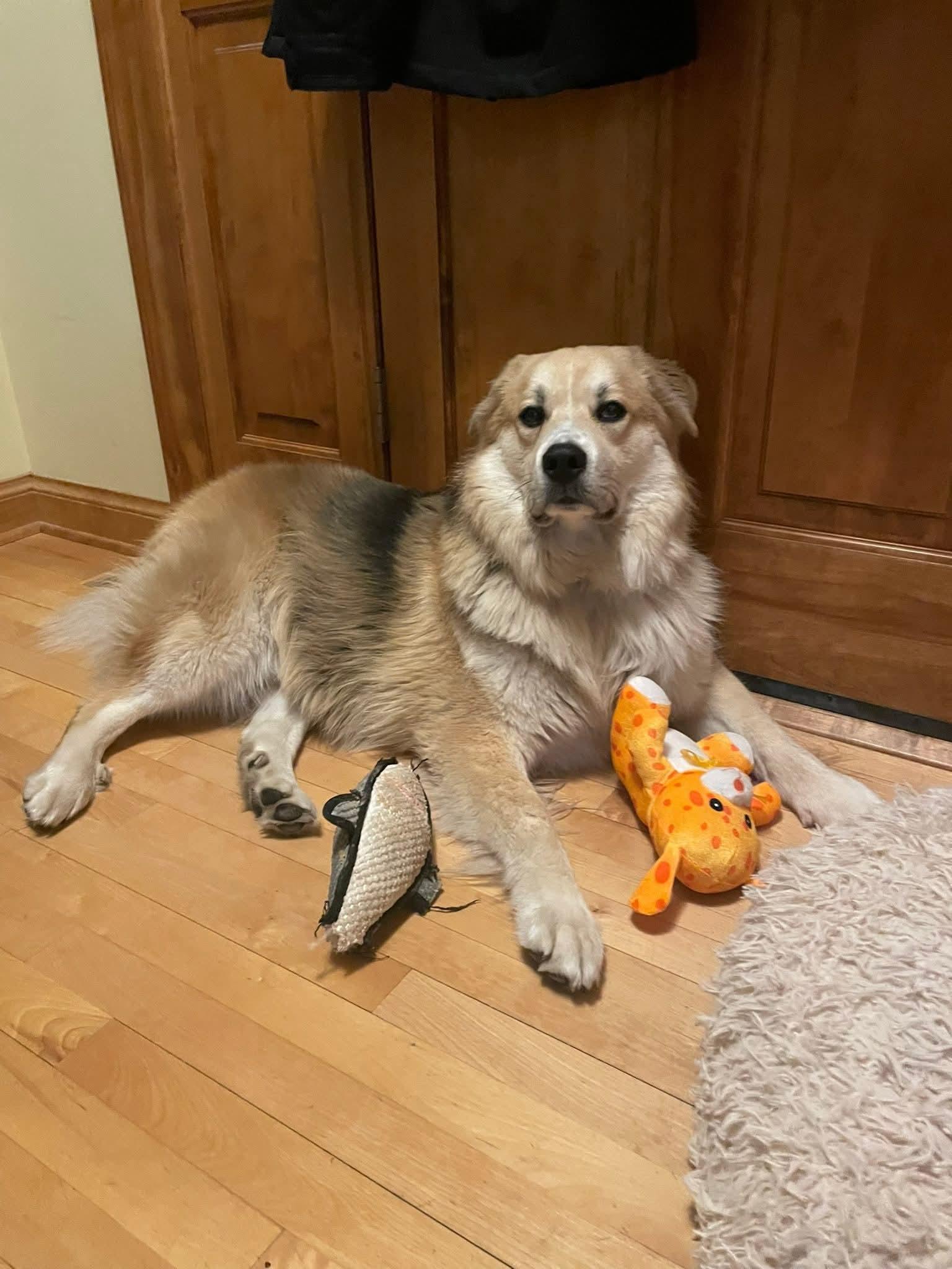 Enlarge ATLAS 425, a ADOPTABLE mixed breed in Milwaukee, WI image 4/6