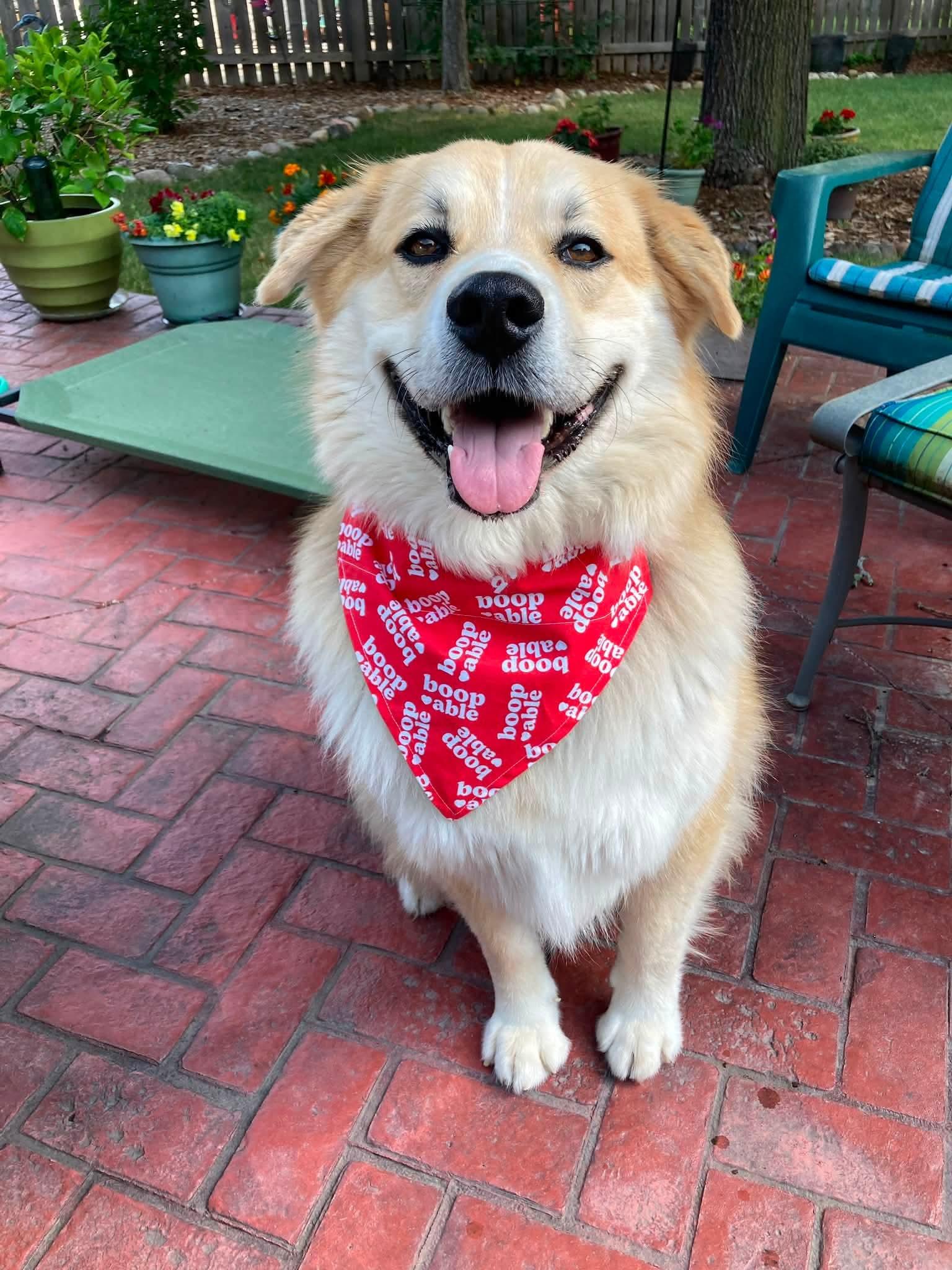 ATLAS 425, ADOPTABLE, Adult Male Australian Shepherd & Great Pyrenees.