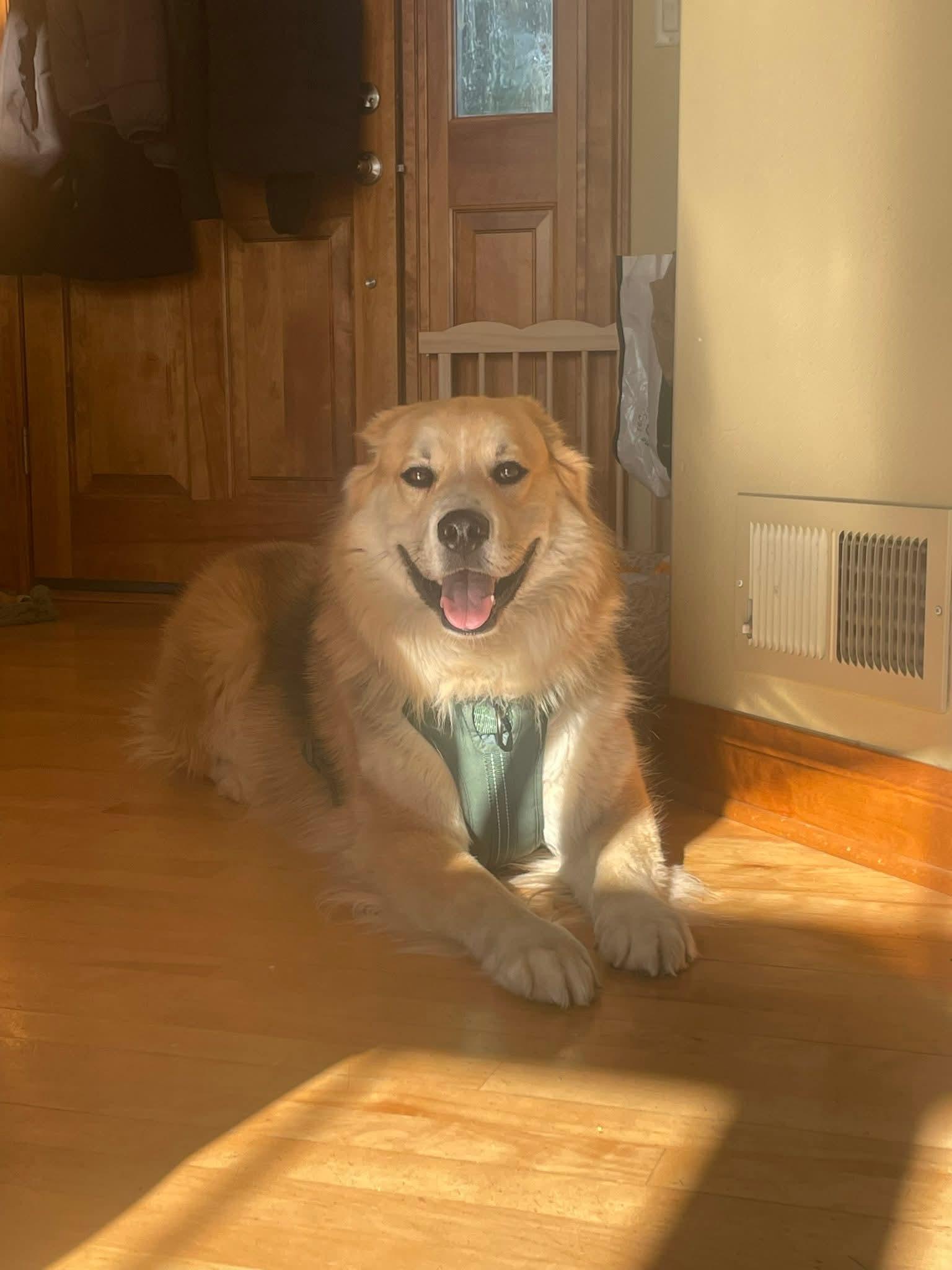 Enlarge ATLAS 425, a ADOPTABLE mixed breed in Milwaukee, WI image 3/6