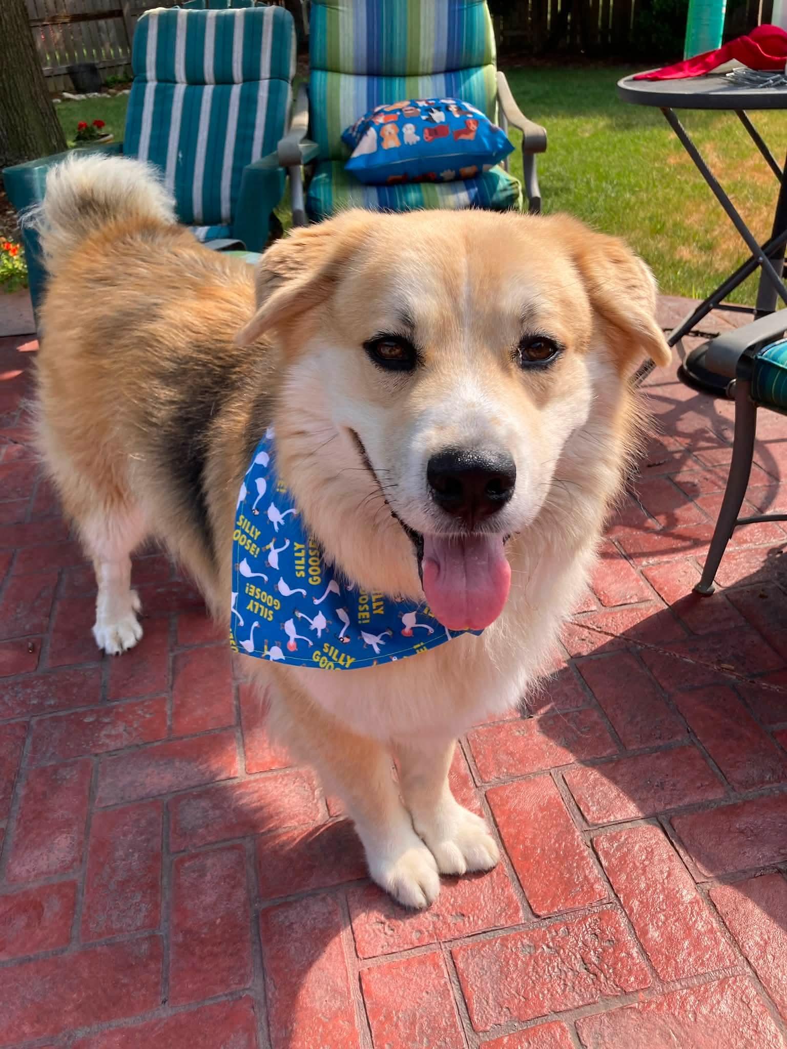 ATLAS 425, a ADOPTABLE mixed breed in Milwaukee, WI image 3/6
