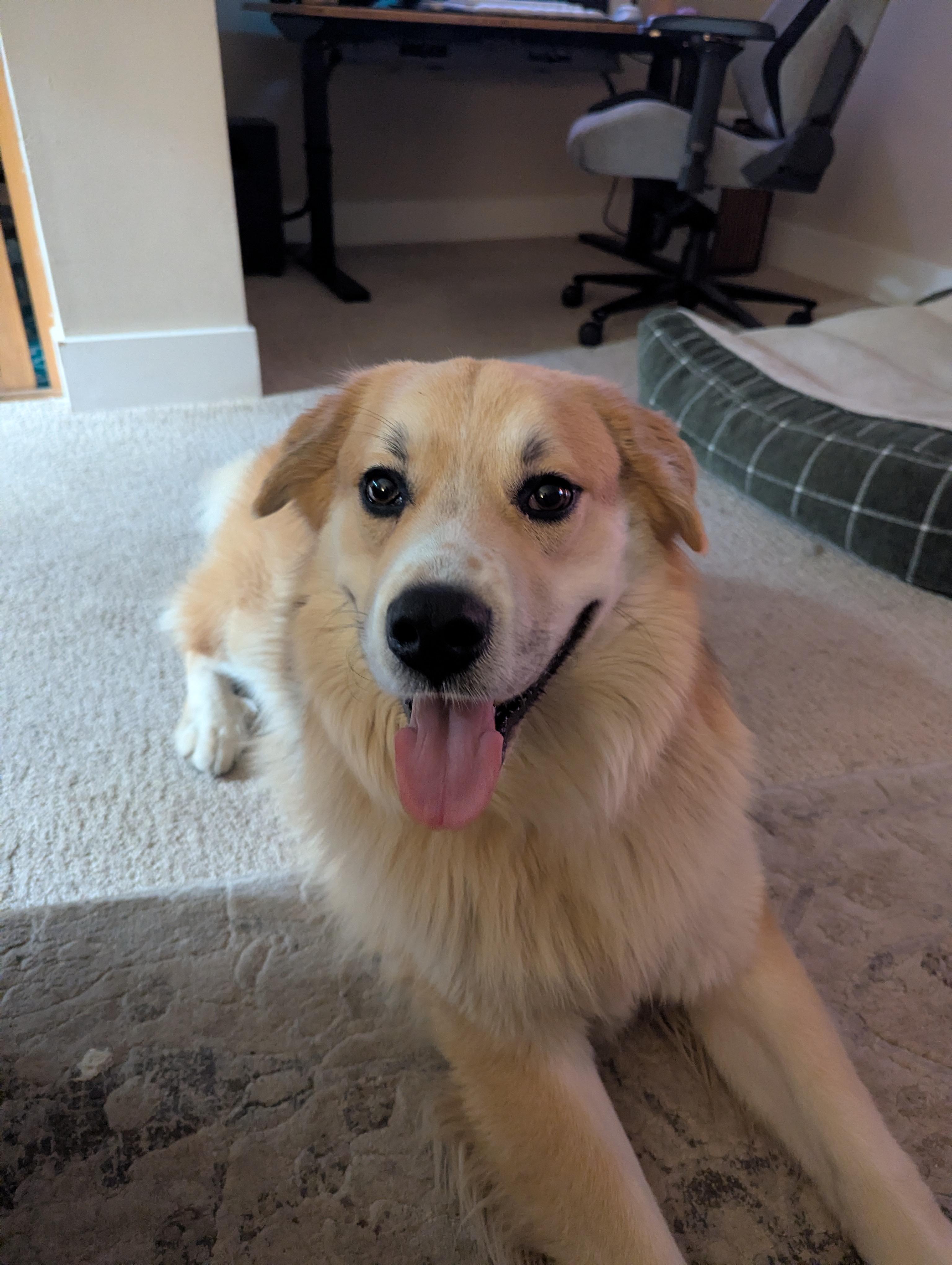 Enlarge ATLAS 425, a ADOPTABLE mixed breed in Milwaukee, WI image 2/6