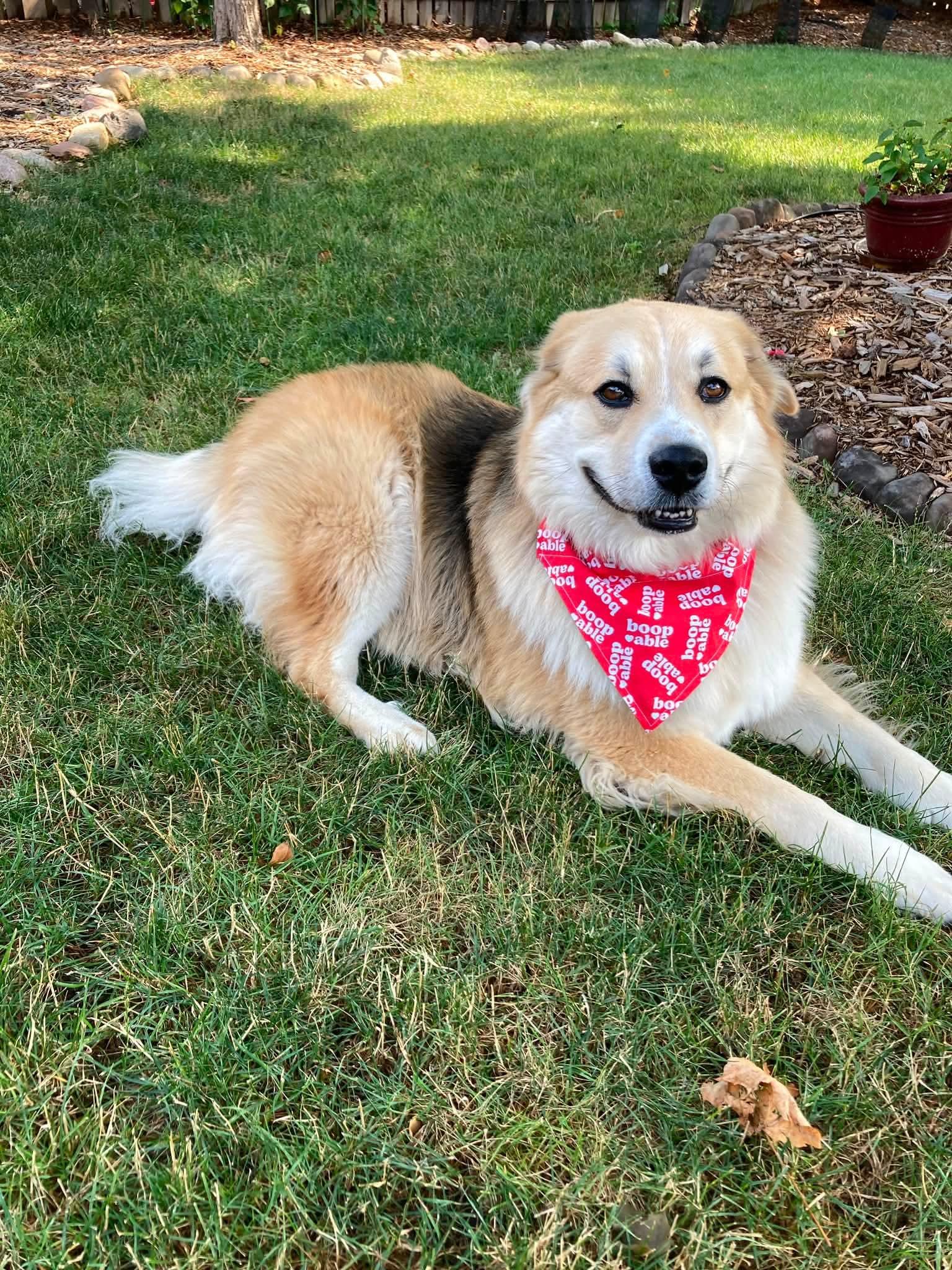 ATLAS 425, a ADOPTABLE mixed breed in Milwaukee, WI image 6/6