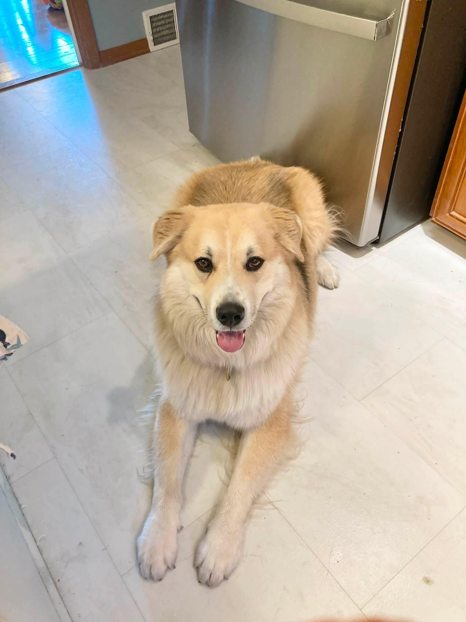 ATLAS 425, a ADOPTABLE mixed breed in Milwaukee, WI image 4/6