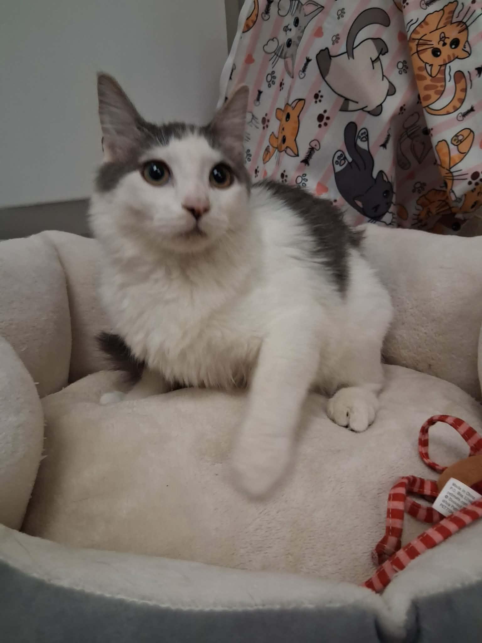 Enlarge Theodore, a Adoptable mixed breed in Parlier, CA image 1/6