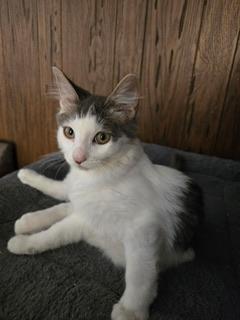 Enlarge Theodore, a Adoptable mixed breed in Parlier, CA image 2/6