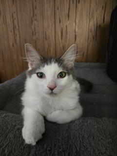 Enlarge Theodore, a Adoptable mixed breed in Parlier, CA image 3/6