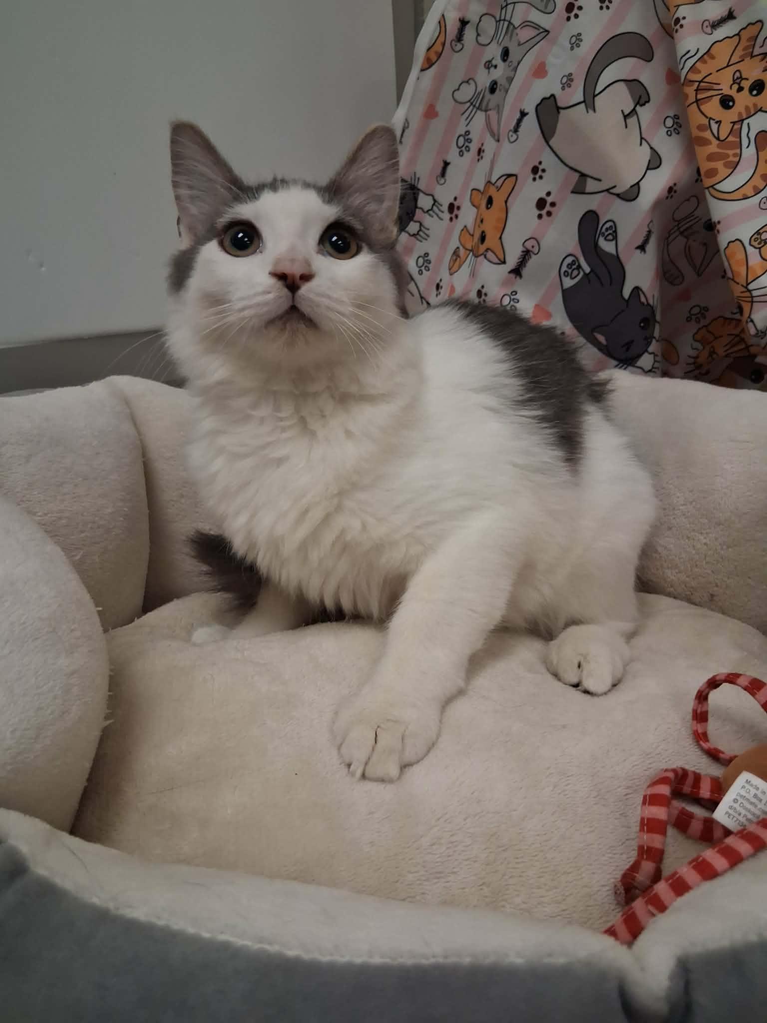 Enlarge Theodore, a Adoptable mixed breed in Parlier, CA image 4/6