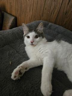 Enlarge Theodore, a Adoptable mixed breed in Parlier, CA image 5/6