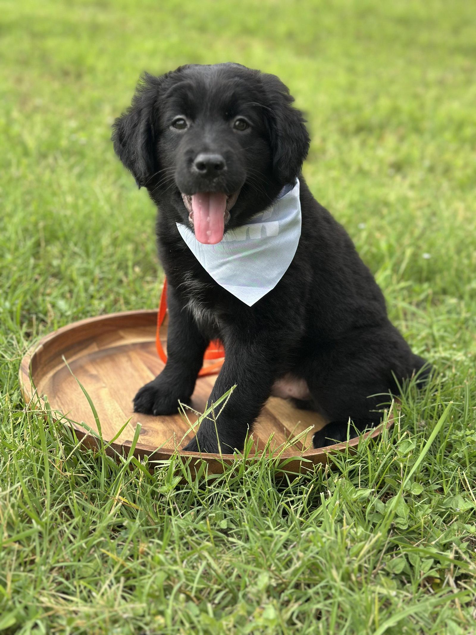 Shadow, Adoptable, Young Male Labrador Retriever & Australian Shepherd.