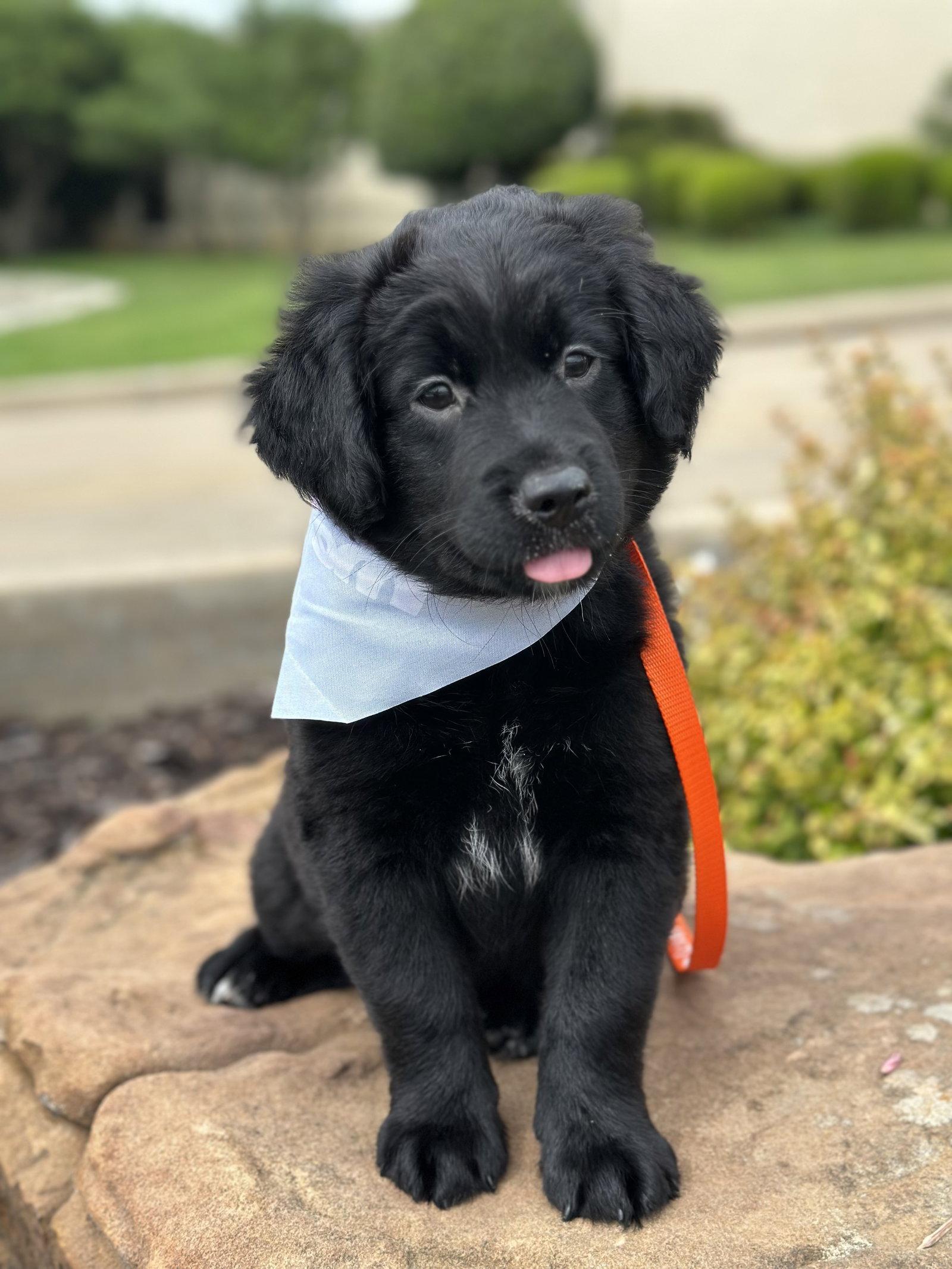 Shadow, a Adoptable mixed breed in Euless, TX image 2/3