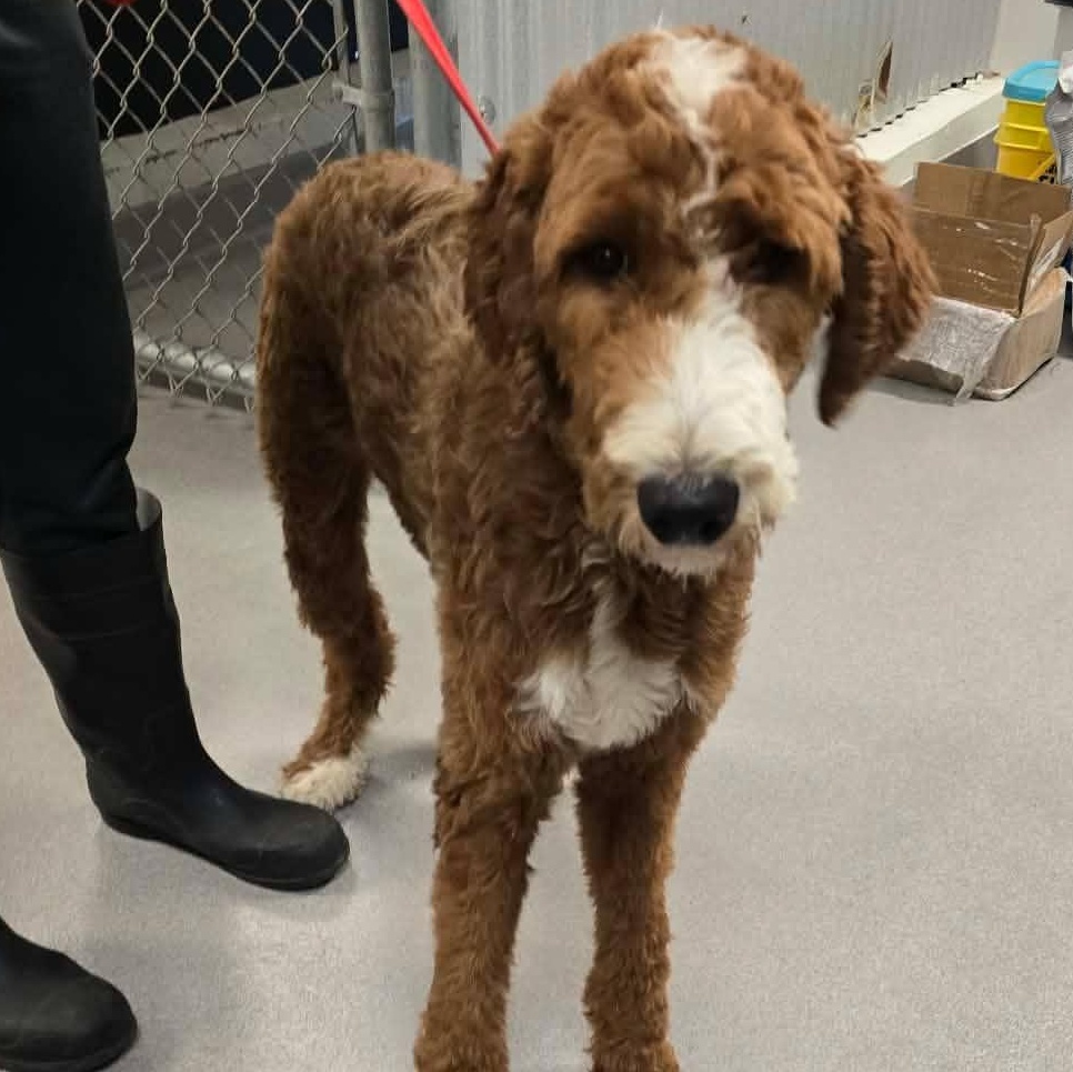 Teddy, ADOPTABLE, Adult Male Bernadoodle.