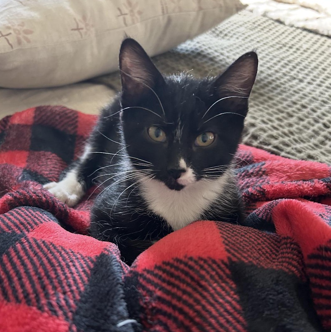 Connie, Adoptable, Kitten Female Domestic Short Hair & Tuxedo.