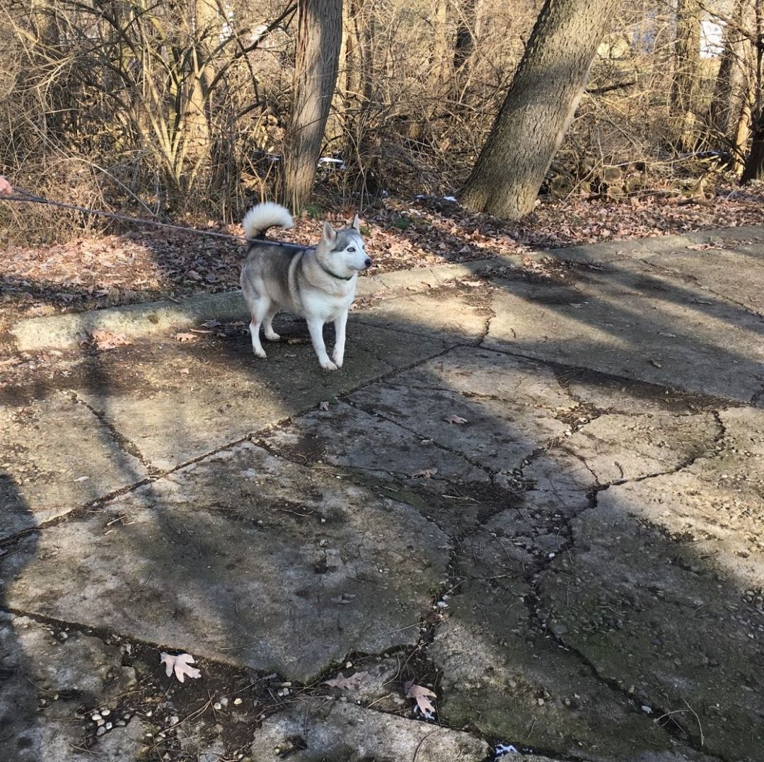 PRINCESS HEIDI, Adoptable, Adult Female Siberian Husky.