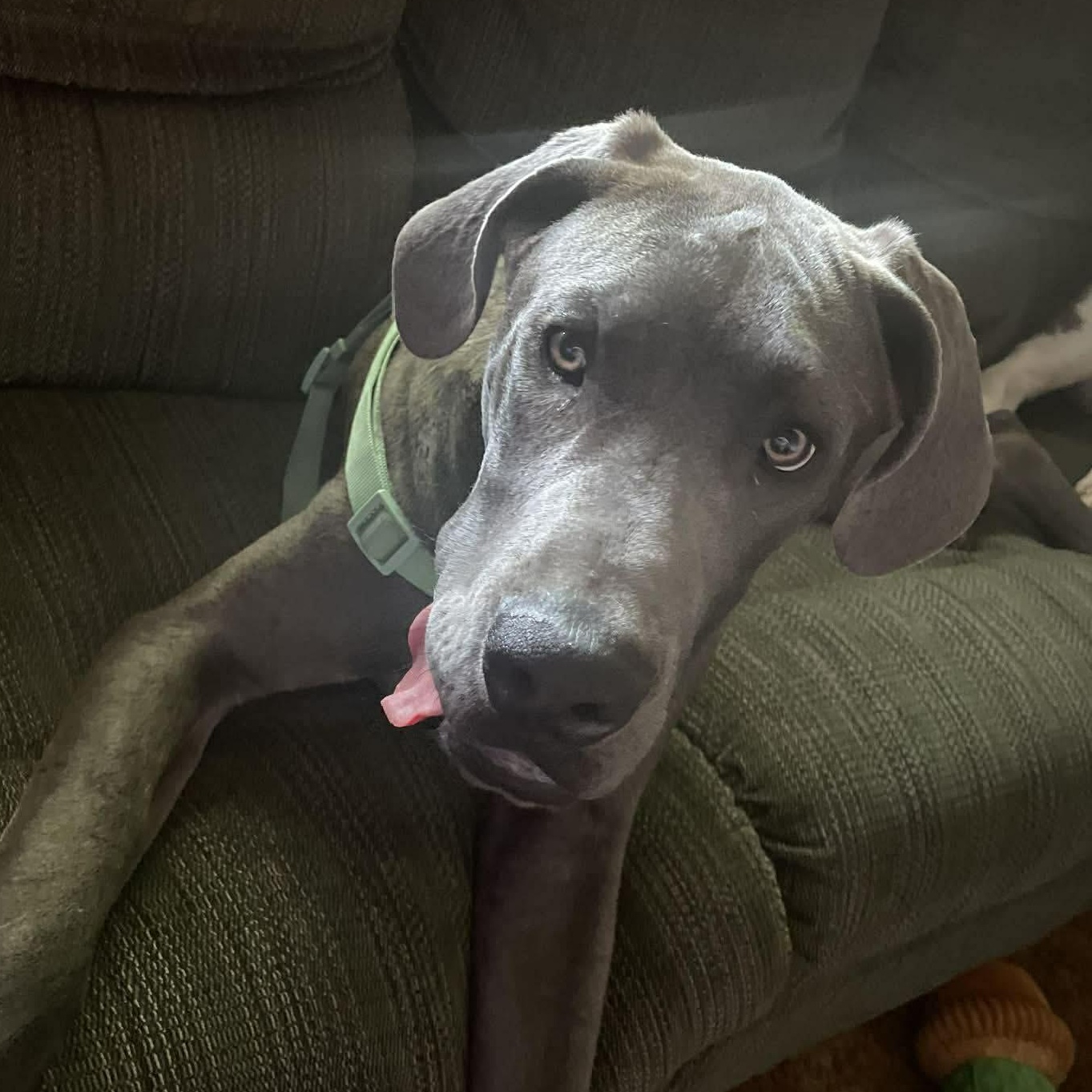 Lewis (Blue Great Dane), a ADOPTABLE Great Dane in Kirkland, WA image 2/2