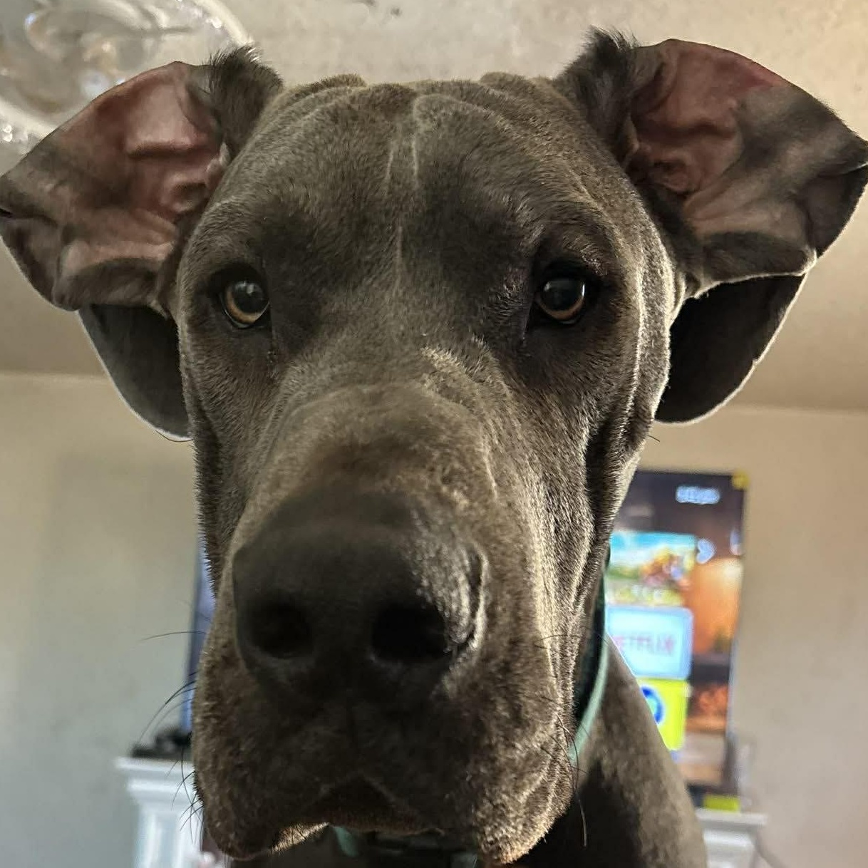 Lewis (Blue Great Dane), ADOPTABLE, Young Male Great Dane.