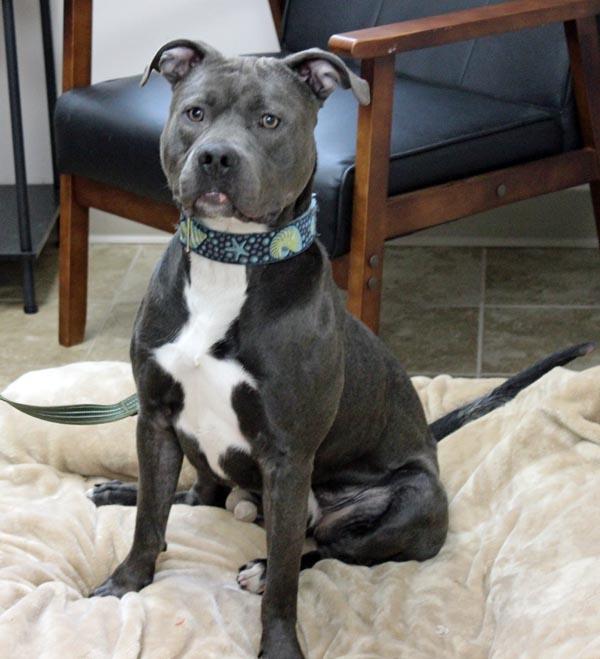 Hedwig, Adult Male Pit Bull Terrier