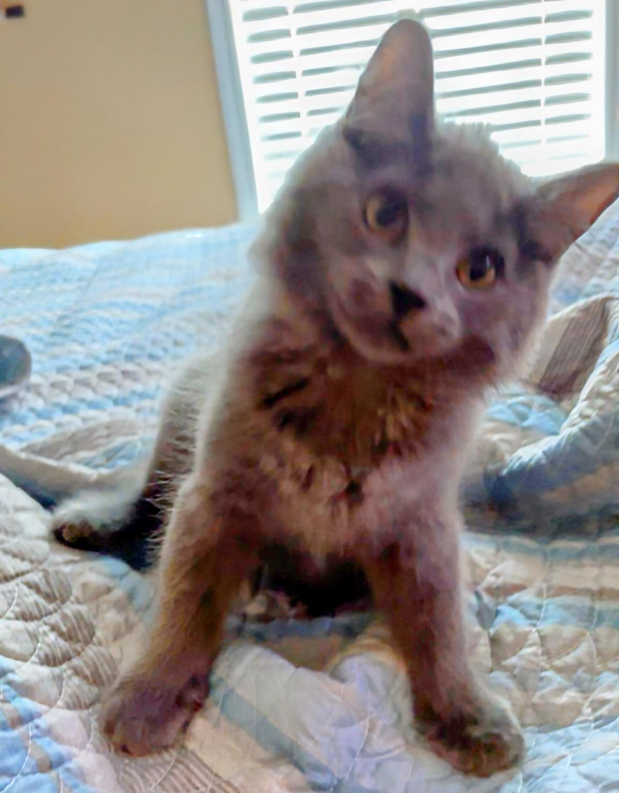 Grey Goose (brother to Tito)