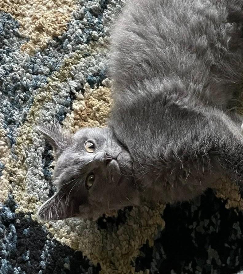 Grey Goose (brother to Tito)