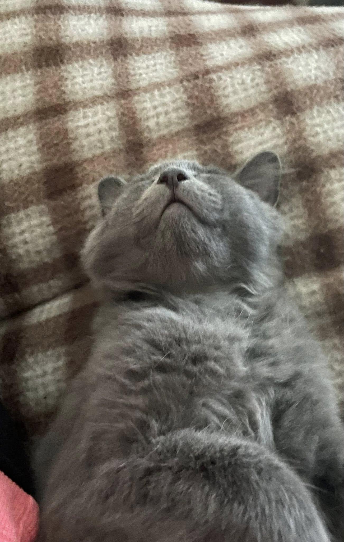 Grey Goose (brother to Tito)