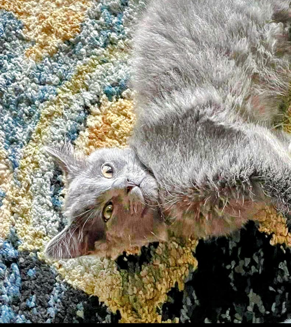 Grey Goose (brother to Tito)