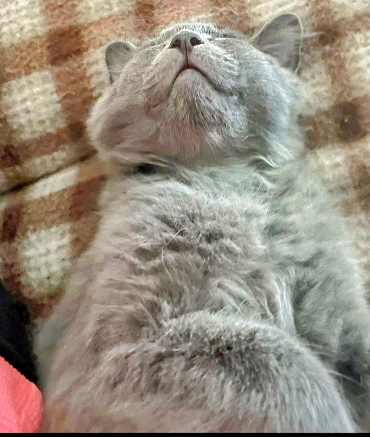 Grey Goose (brother to Tito)