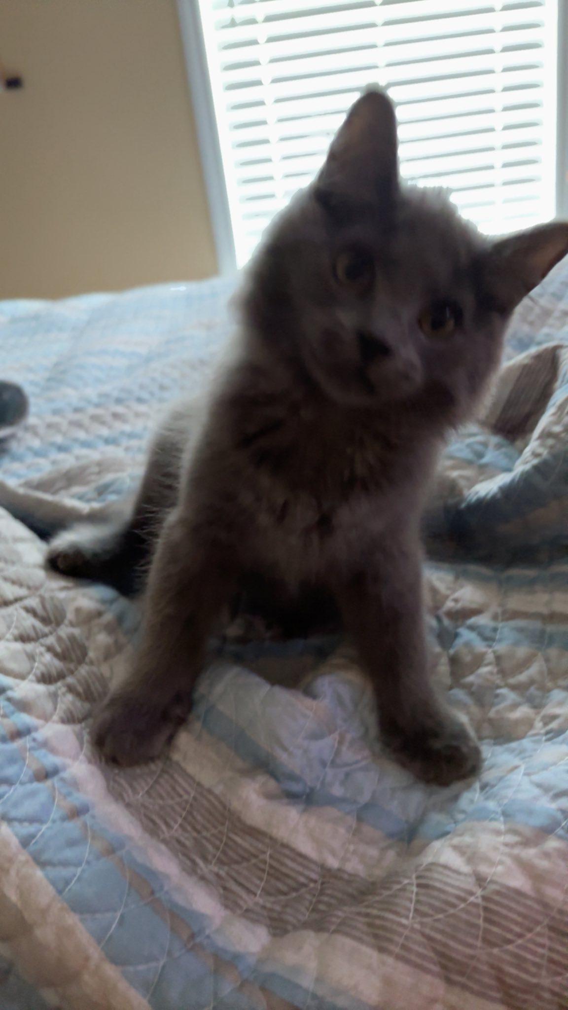 Grey Goose (brother to Tito)