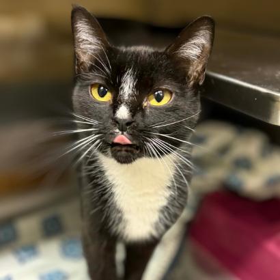 Sleigh, a Adoptable Domestic Short Hair in Colorado Springs, CO image 1/2