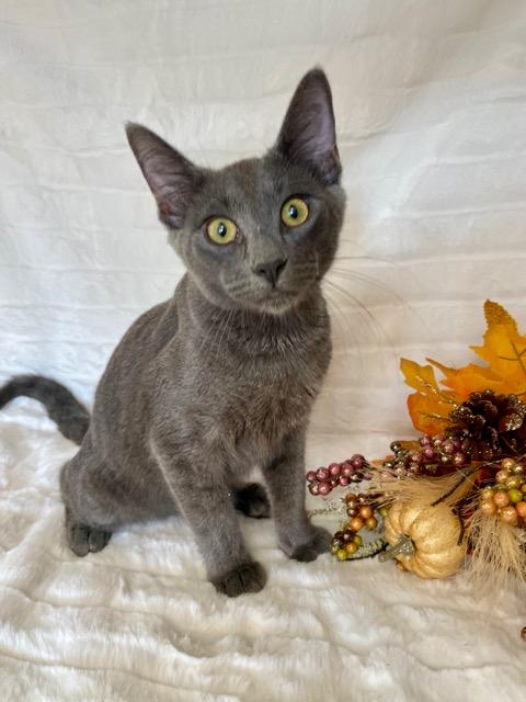 Vance, Adoptable, Young Male Domestic Short Hair.