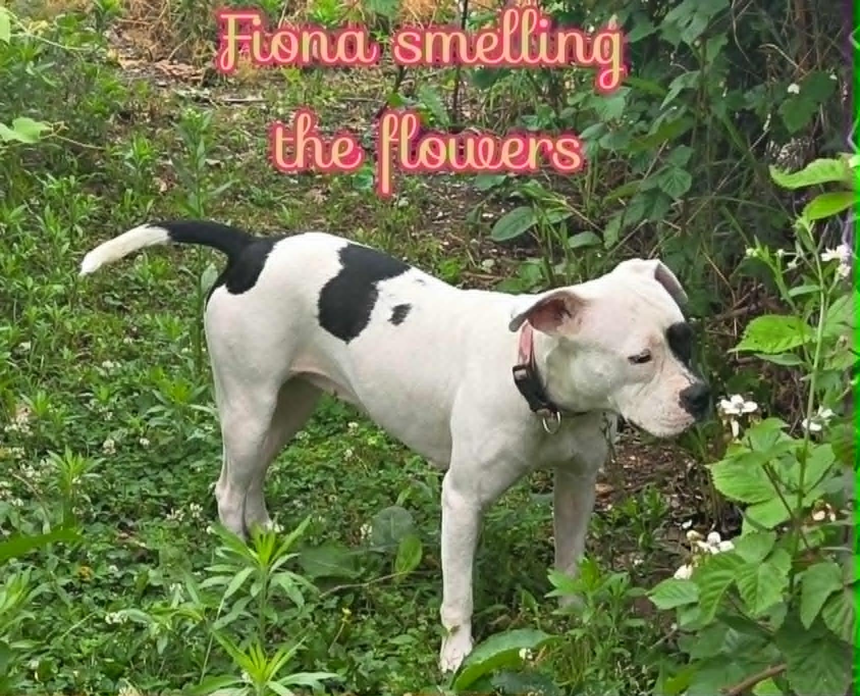 Fiona, an adopted Pit Bull Terrier in Grove, OK image 3/5