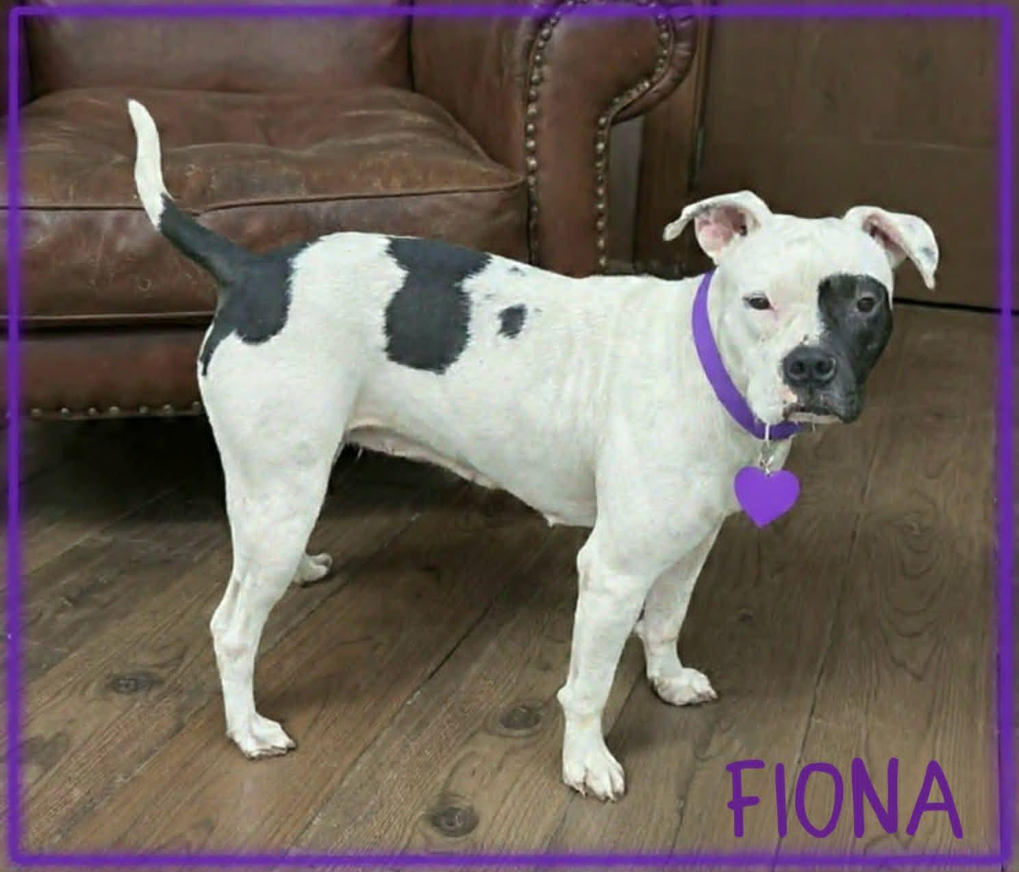 Fiona, adopted, Adult Female Pit Bull Terrier.