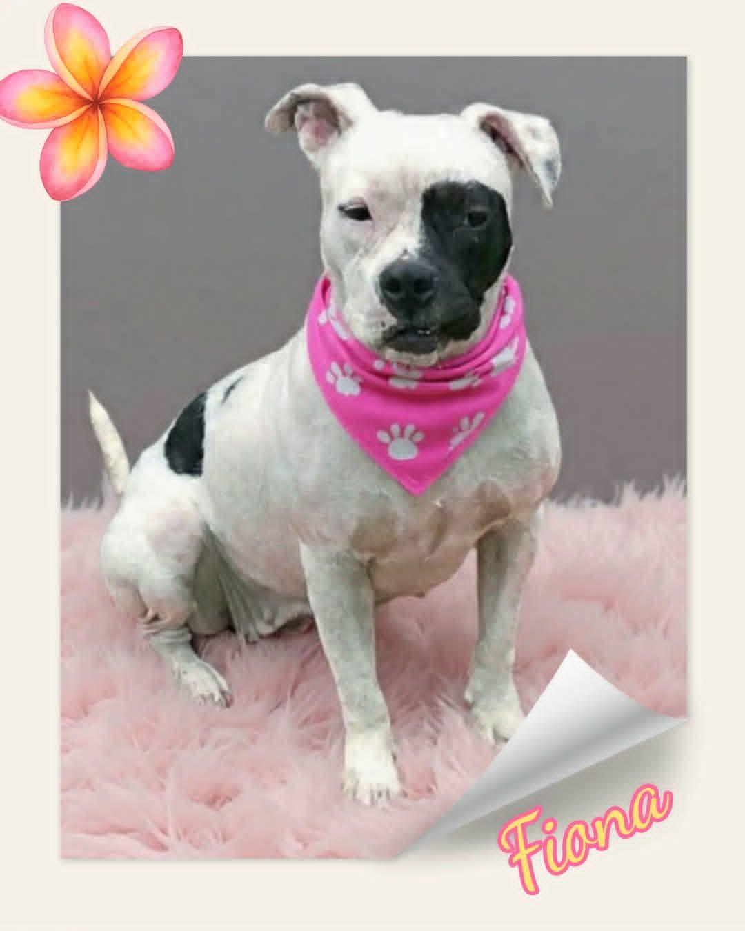 Fiona, an adopted Pit Bull Terrier in Grove, OK image 4/5