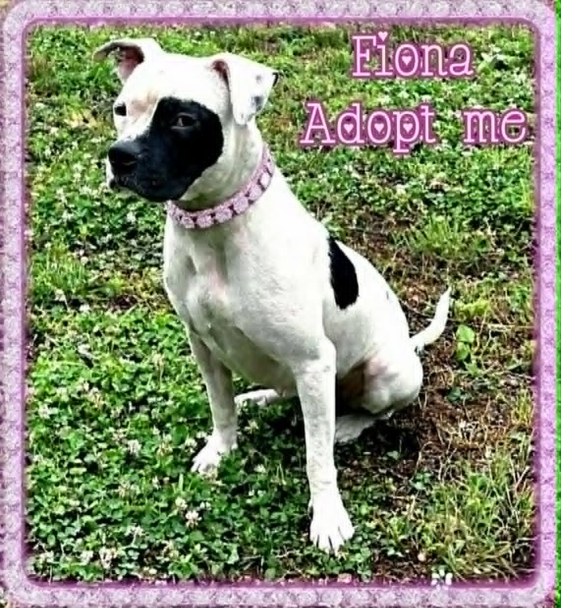 Fiona, an adopted Pit Bull Terrier in Grove, OK image 2/5
