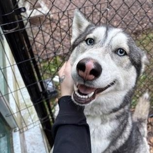 Zen, adopted, Adult Male Siberian Husky.